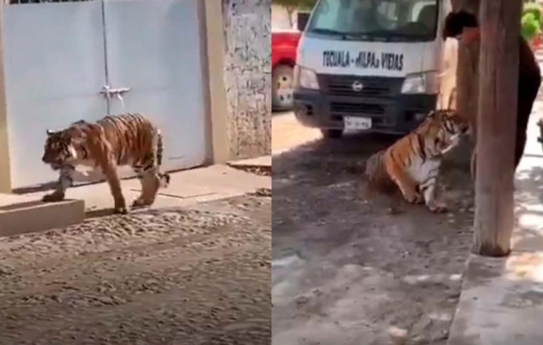 Captan a tigre deambulando en Nayarit